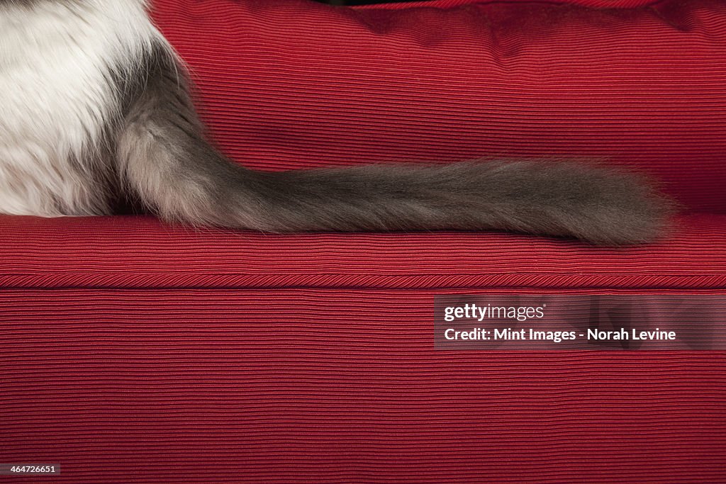 A kitten on a red sofa,view of its long fluffy black tail.