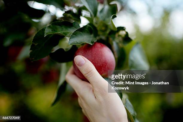 a hand reaching up into the boughs of a fruit tree, picking a red ripe apple.  - pick foto e immagini stock