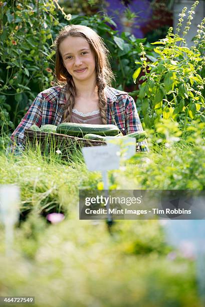 summer on an organic farm. a girl holding a basket of fresh marrows. - farm to table stock pictures, royalty-free photos & images