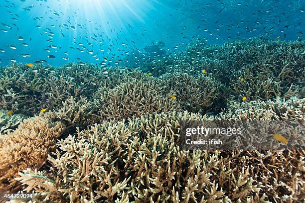 por la tarde, hermoso paisaje de arrecife de coral madrépora, raja ampat, indonesia - coral madrépora fotografías e imágenes de stock