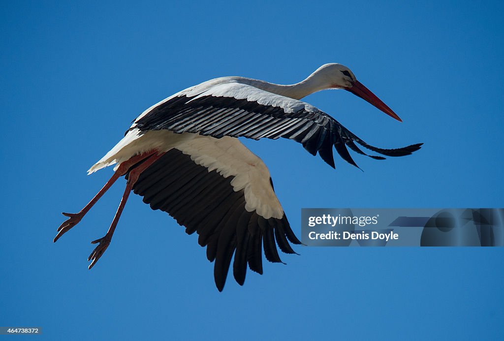 White Storks Busy Nesting In Alcala de Henares