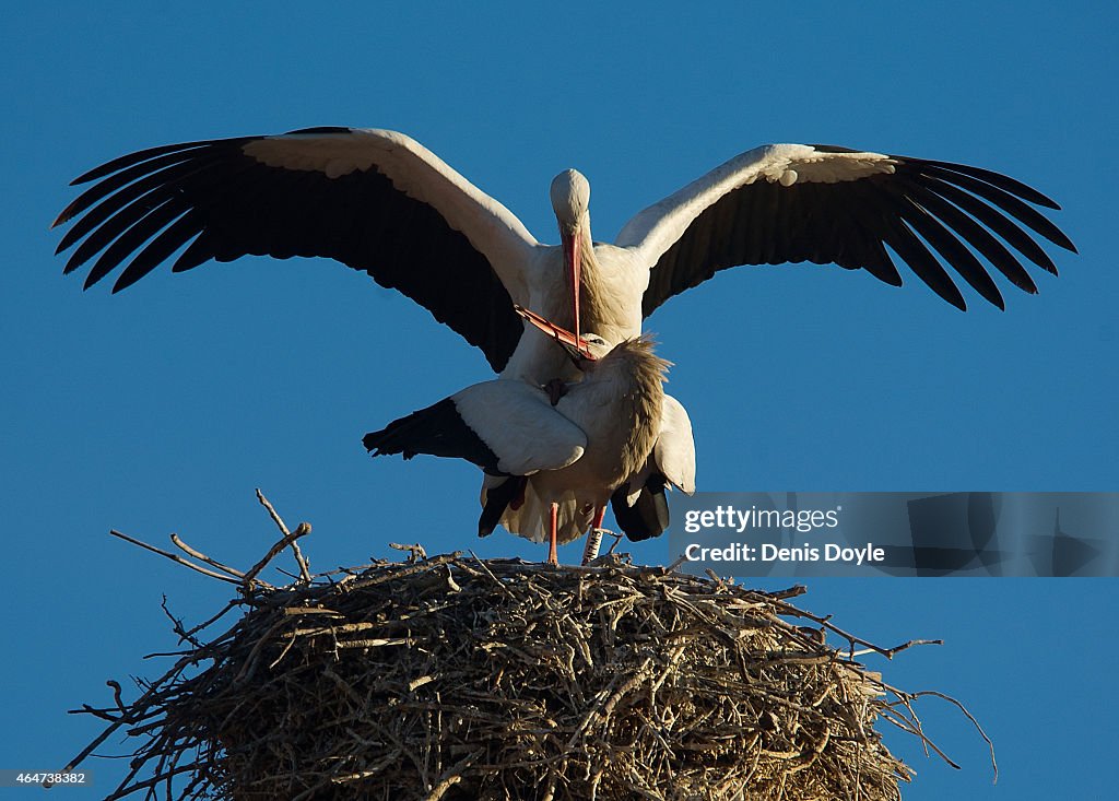 White Storks Busy Nesting In Alcala de Henares