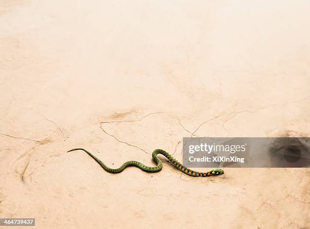 901 Snake Slithering Away Stock Photos, High-Res Pictures, and Images ...
