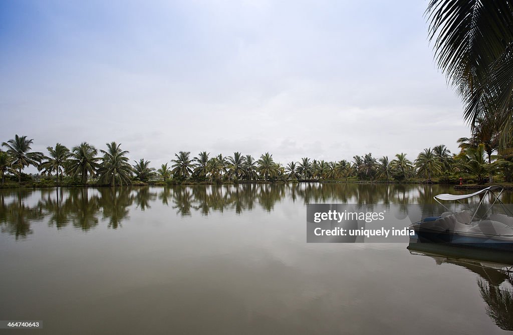 Reflection of palm trees on water, Alleppey, Kerala, India