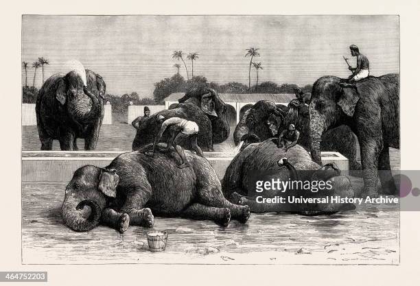 Elephants In India, The Morning Bath Before Breakfast, Engraving 1890, Engraved Image, History, Arkheia, Illustrative Technique, Engravement,...