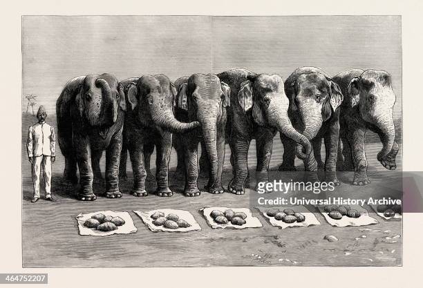 Elephants In India, Breakfast Waiting For The Word Feed, Engraving 1890, Engraved Image, History, Arkheia, Illustrative Technique, Engravement,...