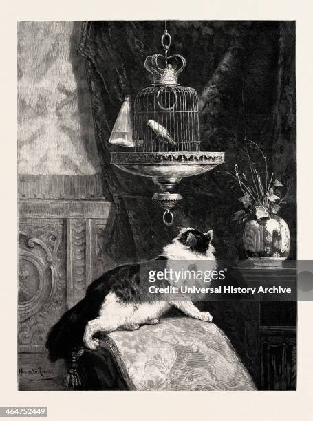 Longing Look, Picture By Henriette Ronner, Engraving 1890, Engraved Image, History, Arkheia, Illustrative Technique, Engravement, Engraving,...