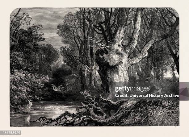 In The New Forest, Lymington, UK, Great Britain, United Kingdom, 19th Century Engraving.