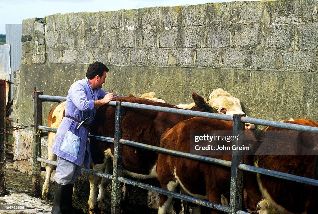 Irish vet gives shots to the cattle...