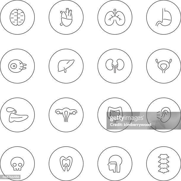 Human Body Organ Placement Photos and Premium High Res Pictures Biology Diagrams
