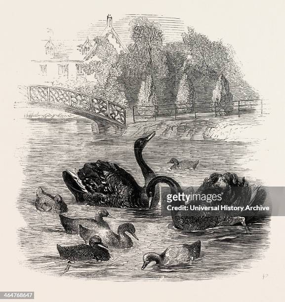 Black Swans And Their Young, At Culvers, Surrey, The Seat Of S. Gurney, Esq., Mp. 1859.