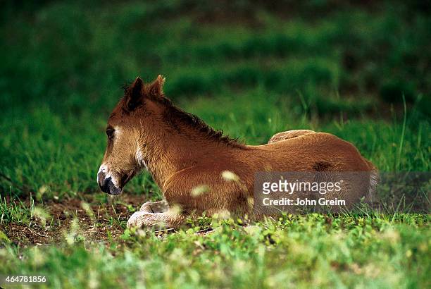 Wild Spanish mustang foal laying in the grass.