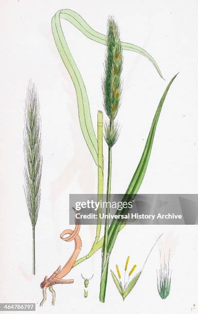 Hordeum sylvaticum, Wood Barley.