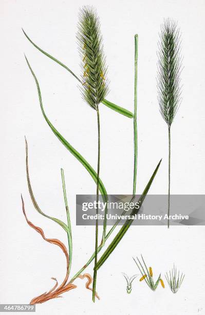 Hordeum pratense, Meadow Barley.