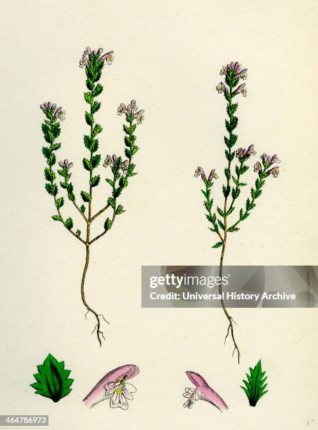 Euphrasia officinalis, var. Gracilis, Common Eyebright, var. B.