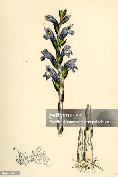 Orobanche caerulea, Purple Broom-rape.