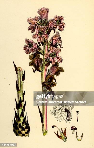 Orobanche Caryophyllacea, Clove-scented Broomrape.
