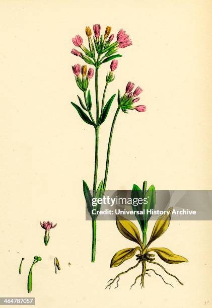 Erythraea Centaurium, Common Centaury.