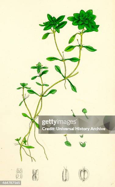 Callitriche eu-verna, Vernal Water Starwort.