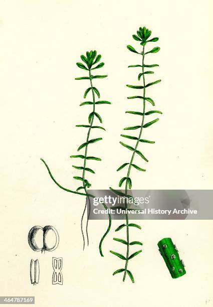 Callitriche hamulata, Hooked Water Starwort.