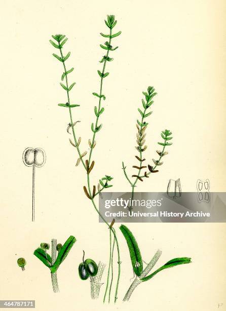 Callitriche pedunculata, Pedunculated Water Starwort.