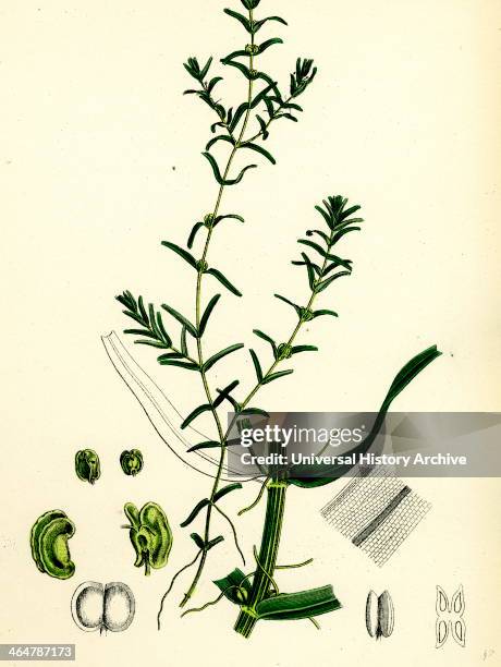 Callitriche autumnalis, Autumnal Water Starwort.