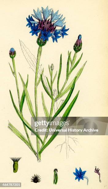 Centaurea Cyanus, Blue-bottle.