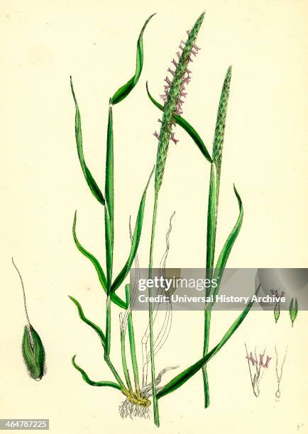 Alopecurus agrestis, Slender Fox-tail-grass.