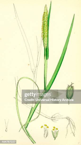 Alopecurus fulvus, Orange anthered Fox-tail-grass .