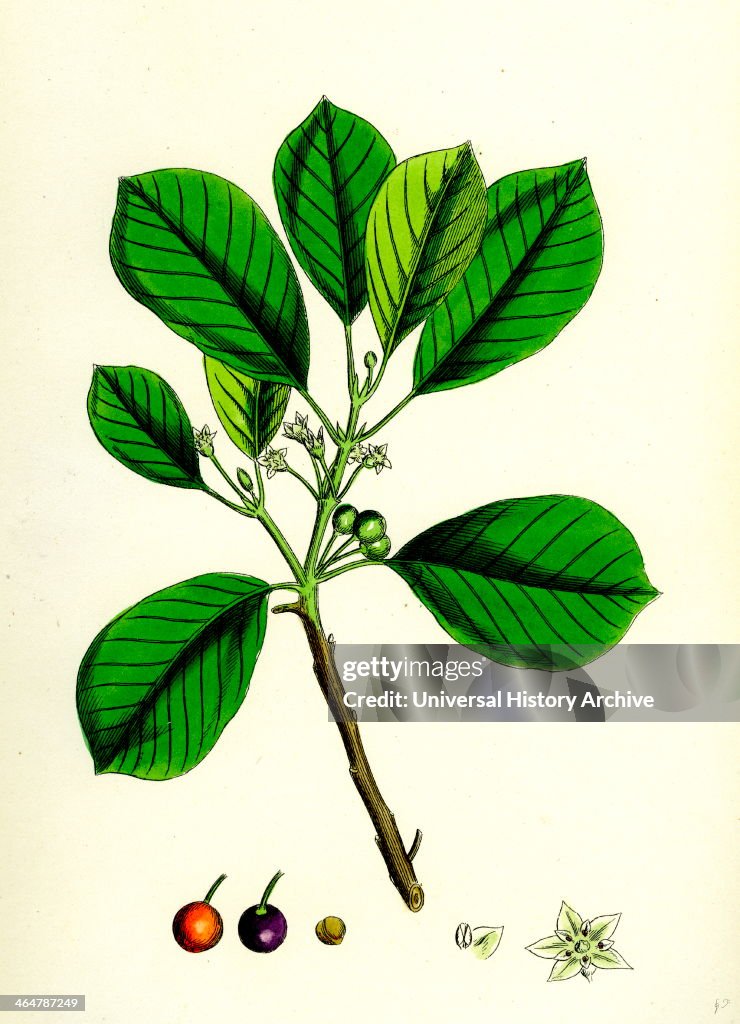 Rhamnus Frangula, Berry-bearing Alder