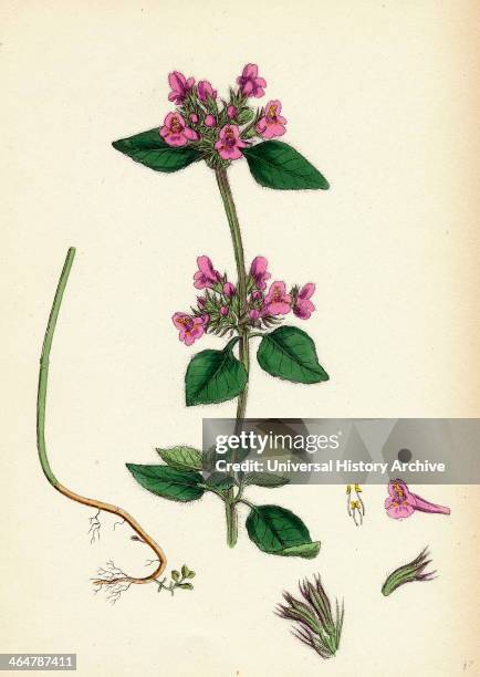 Calamintha Clinopodium, Wild Basil.