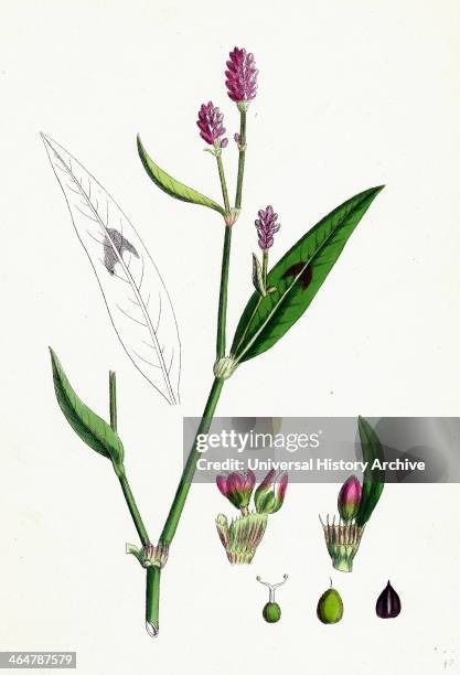 Polygonum Persicaria, var. Genuinum, Spotted Persicaria, var. A.