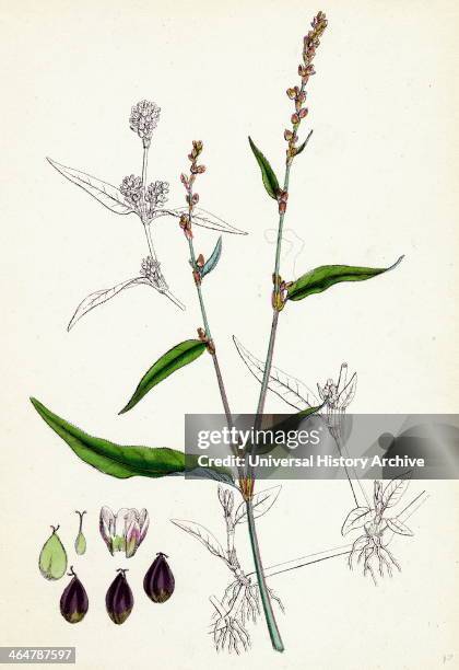 Polygonum mite, Lax-flowered Persicaria.