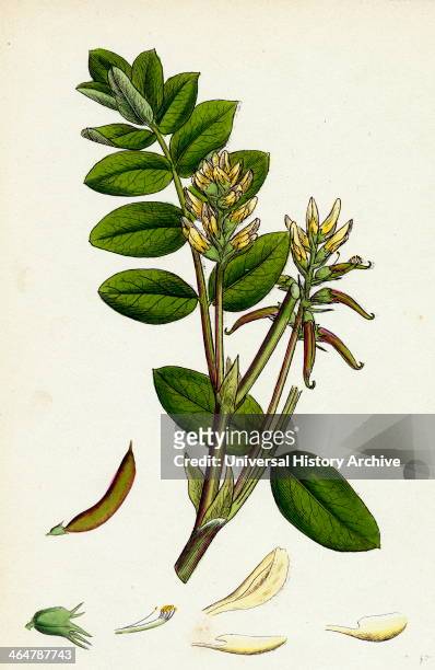 Astragalus glycyphyllus, Sweet Milk-Vetch.