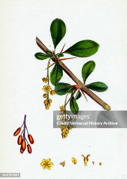 Berberis vulgaris, Common Barberry.