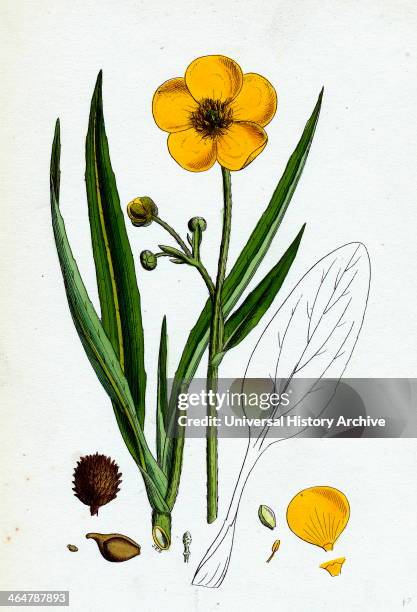 Ranunculus Lingua, Greater Spearwort.