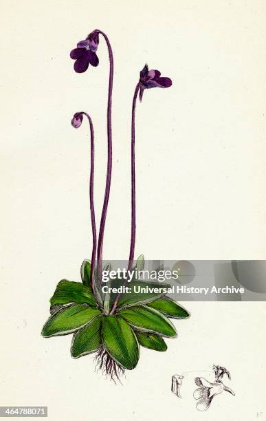 Pinguicula vulgaris, Common Butterwort.
