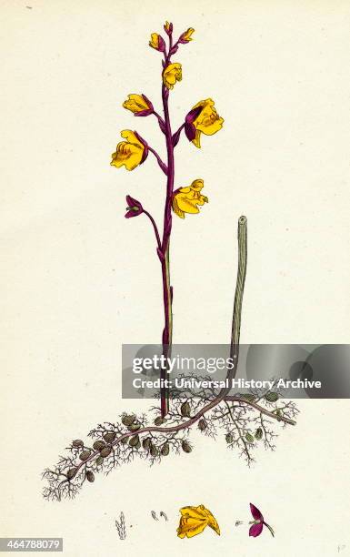 Utricularia vulgaris, Greater Bladderwort.