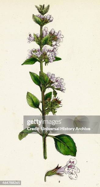 Calamintha menthifolia, var. Genuina, Common Calamint, var. A.