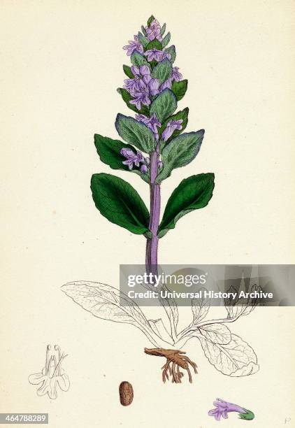 Bugleweed Roots 22 Common Bugleweed Stock Photos, High-Res Pictures, and Images - Getty ...