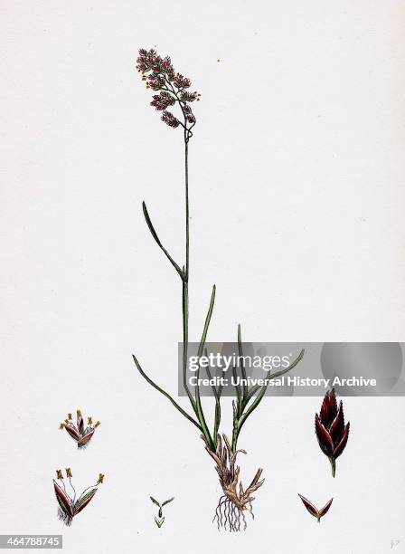 Poa eu-laxa, Wavy Meadow-grass.