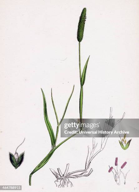 Alopecurus eu-geniculatus, Bent-stemmed Fox-tail-grass .