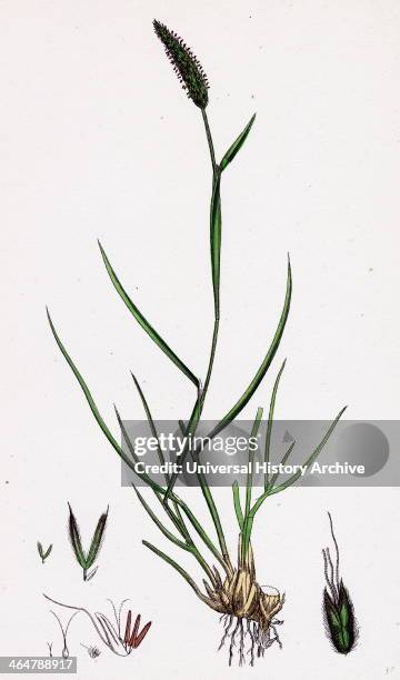 Alopecurus bulbosus, Tuberous Fox-tail-grass.