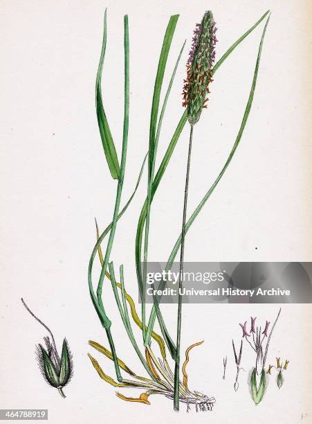Alopecurus pratensis, Meadow Fox-tail-grass.