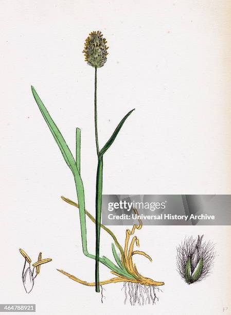 Alopecurus alpinus, Alpine Fox-tail-grass.