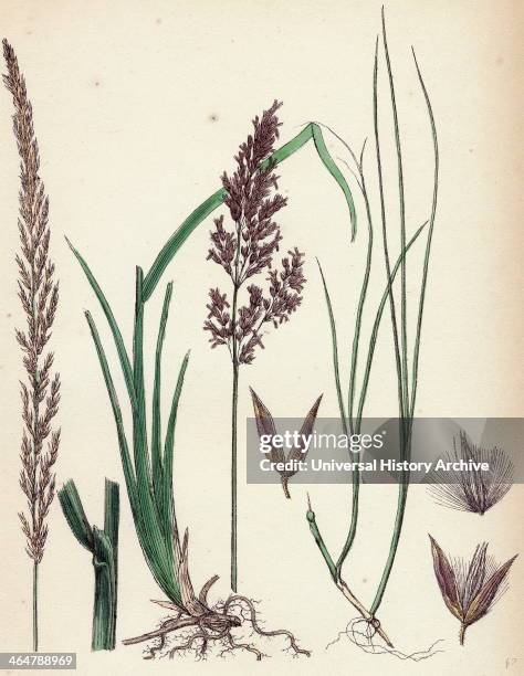 Purple Small Reed 124 Calamagrostis Stock Photos, High-Res Pictures, and Images - Getty ...