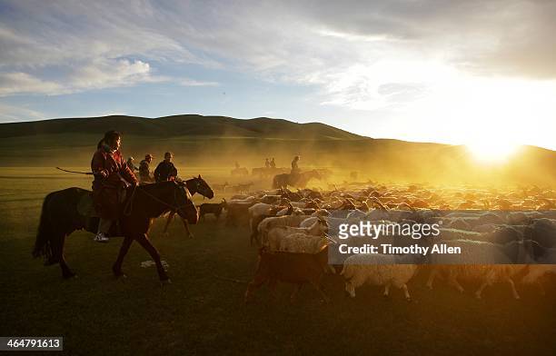 nomadic horsemen herd cashmere goats at sunset - ステップ地帯 ストックフォトと画像