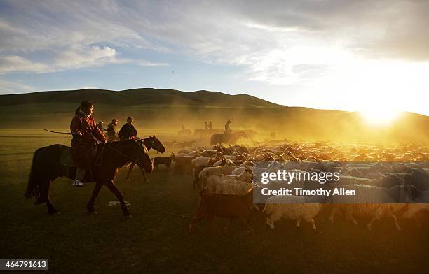 nomadic horsemen herd cashmere goats at sunset - steppe stock pictures, royalty-free photos & images