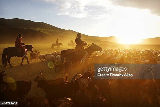 nomadic horsemen herd cashmere goats at sunset - mongolian culture stock pictures, royalty-free photos & images