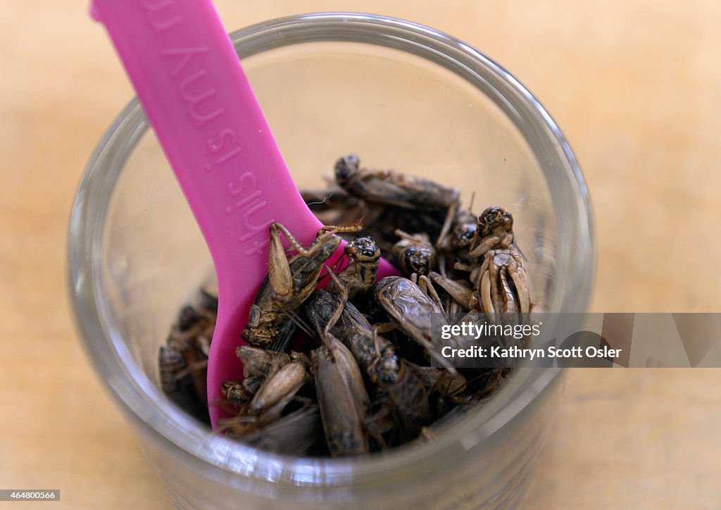 The Green Team 4H Club at the Denver Language School receive a lesson in insect-eating.